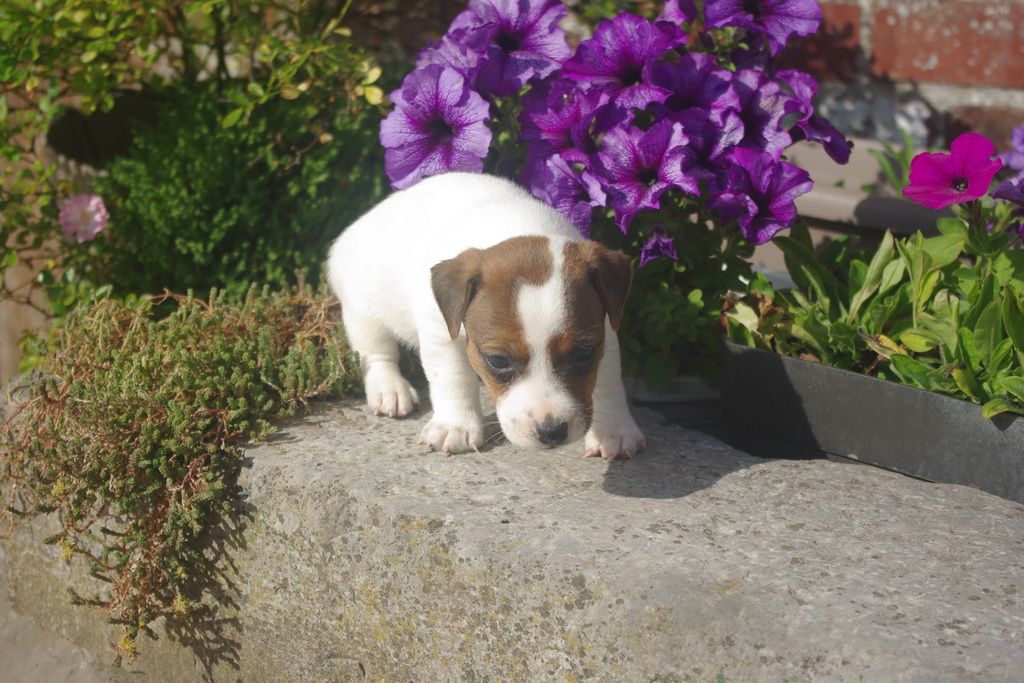 images/contenu/Chiots/jackrussel/002/8-jack_russel_6.jpg