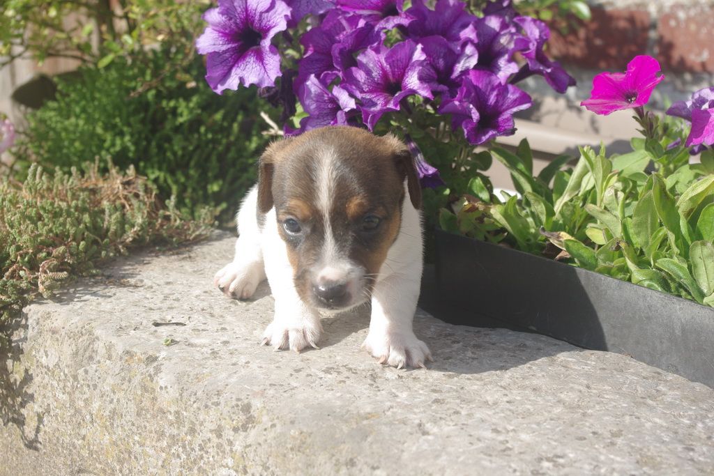 images/contenu/Chiots/jackrussel/005/8-jack_russel_14.jpg