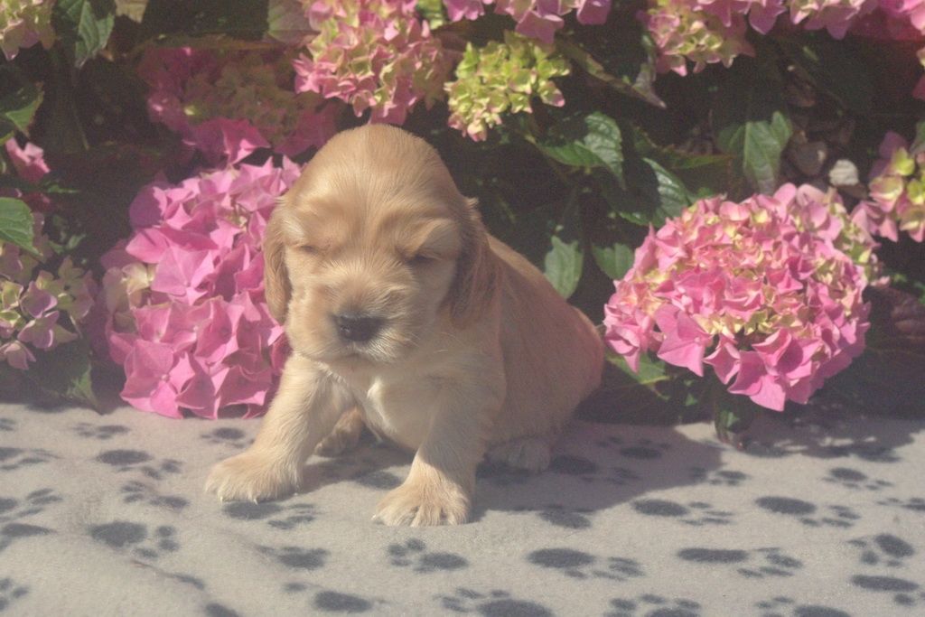 images/contenu/Chiots/Cocker/002/9-cocker_anglais_2.jpg