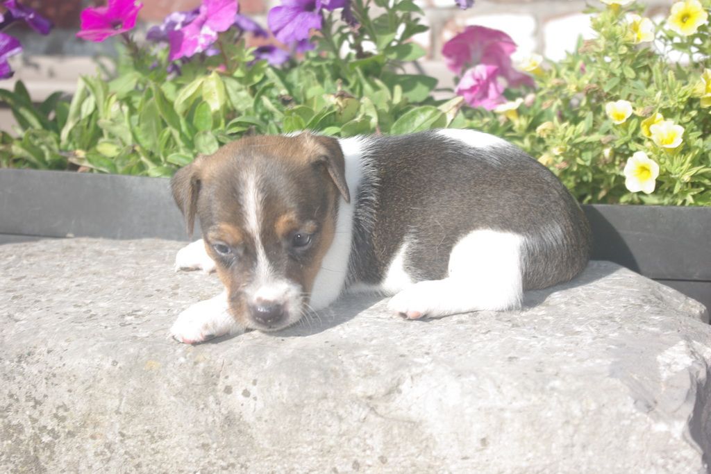 images/contenu/Chiots/jackrussel/005/8-jack_russel_11.jpg