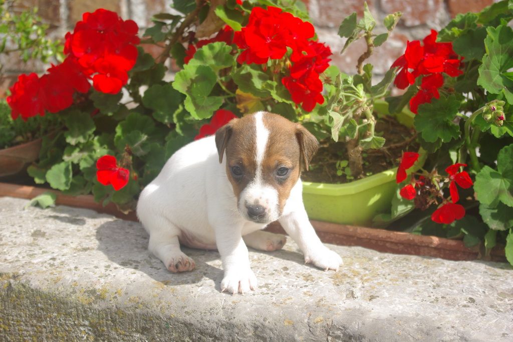 images/contenu/Chiots/jackrussel/002/9-jack_russel_12.jpg
