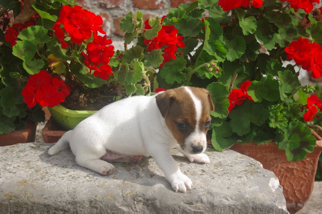 images/contenu/Chiots/jackrussel/002/9-jack_russel_9.jpg