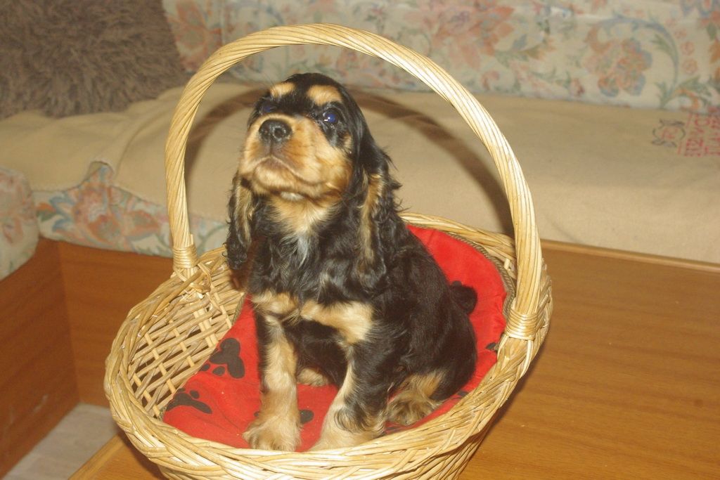 images/contenu/Chiots/Cocker/002/7-cocker_anglais_6.jpg