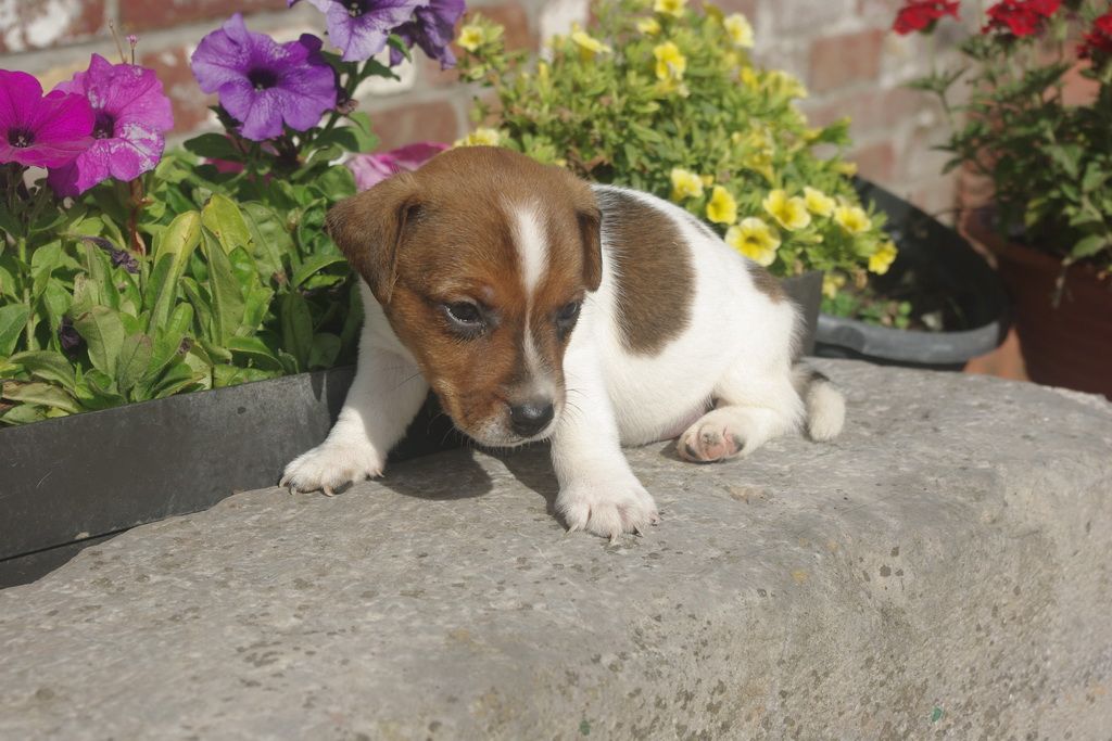 images/contenu/Chiots/jackrussel/003/8-jack_russel_13.jpg