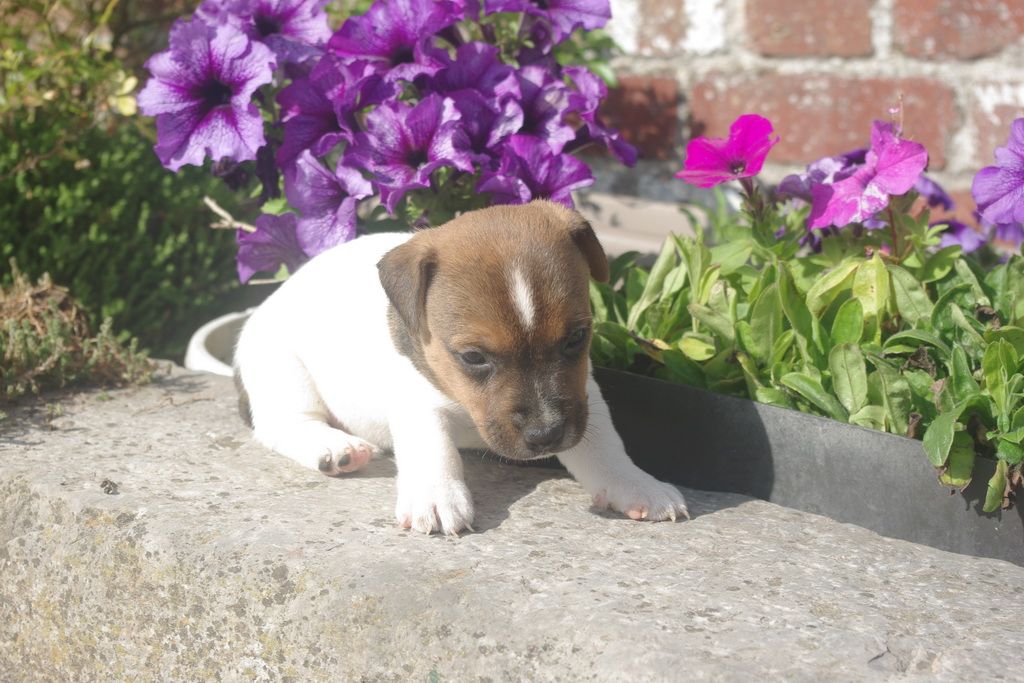 images/contenu/Chiots/jackrussel/004/8-jack_russel_14.jpg