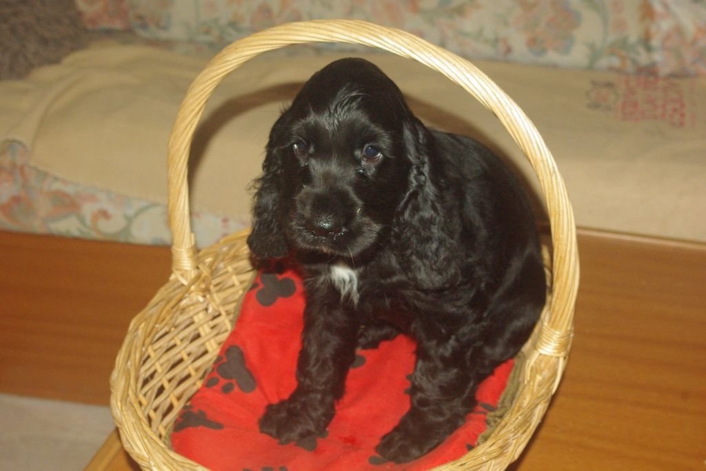 images/contenu/Chiots/Cocker/005/7-cocker_anglais_3.jpg