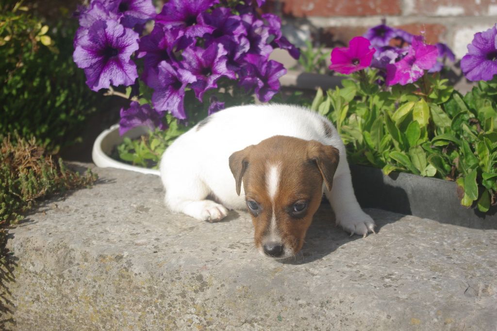 images/contenu/Chiots/jackrussel/003/8-jack_russel_7.jpg