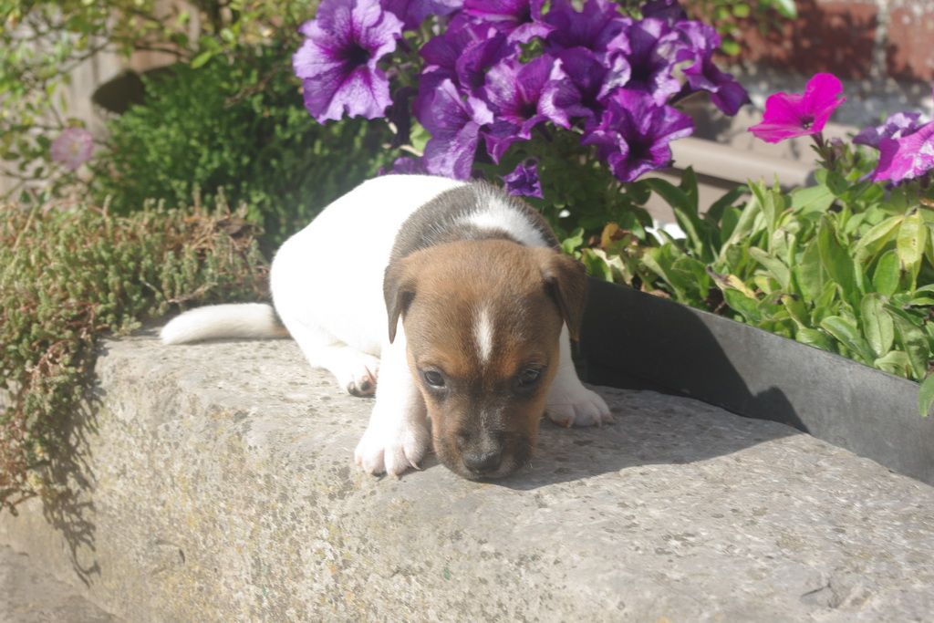 images/contenu/Chiots/jackrussel/004/8-jack_russel_2.jpg