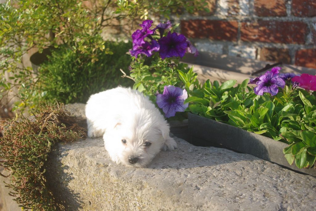 images/contenu/Chiots/westie/007/8-westie_8.jpg