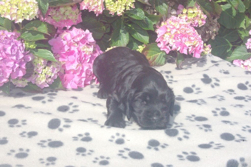 images/contenu/Chiots/Cocker/003/9_cocker_anglais_2.jpg