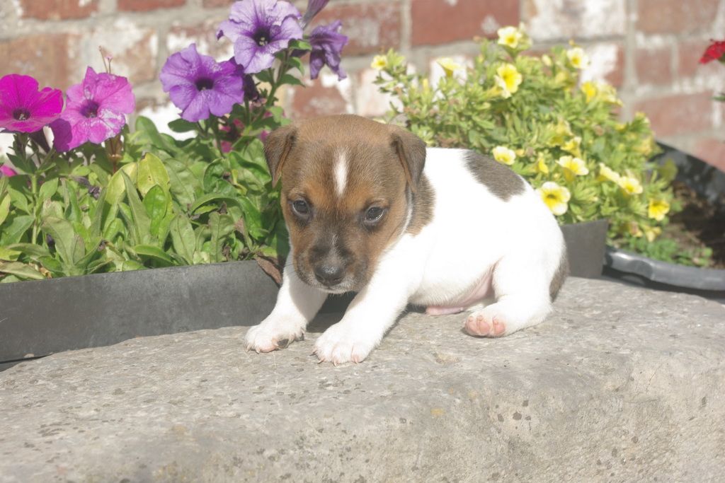 images/contenu/Chiots/jackrussel/004/8-jack_russel_6.jpg