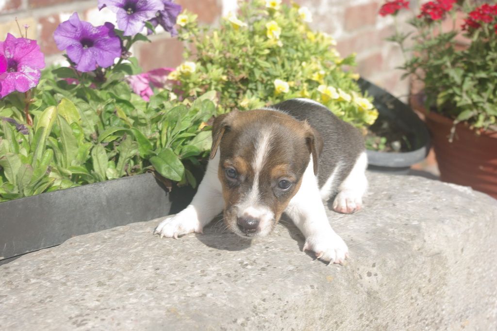 images/contenu/Chiots/jackrussel/005/8-jack_russel_9.jpg