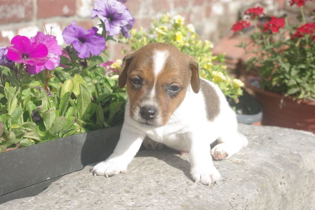 images/contenu/Chiots/jackrussel/003/8-jack_russel_5.jpg