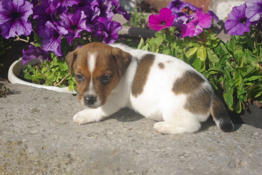 images/contenu/Chiots/jackrussel/003/8-jack_russel_10.jpg