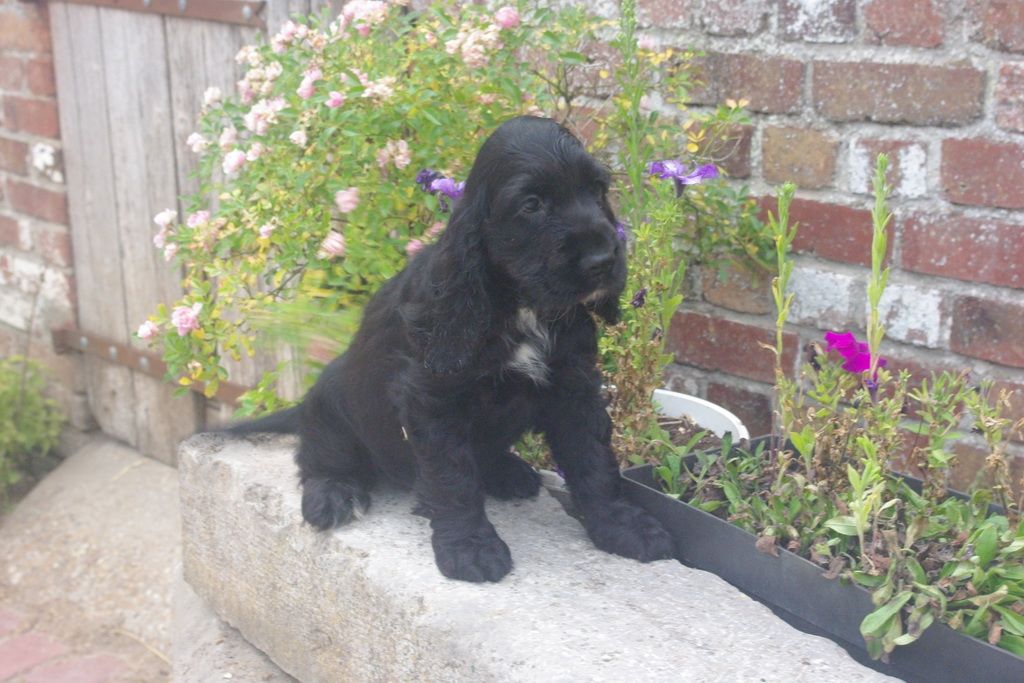 images/contenu/Chiots/Cocker/005/7-cocker_anglais_8.jpg