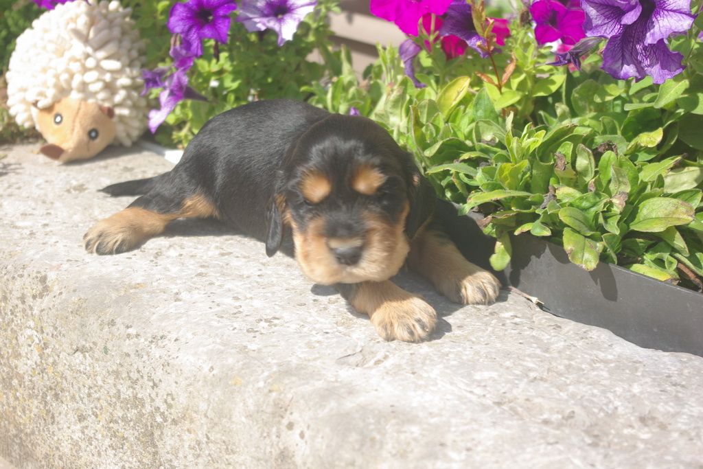 Les Chiens de la Bistade - cocker anglais 004