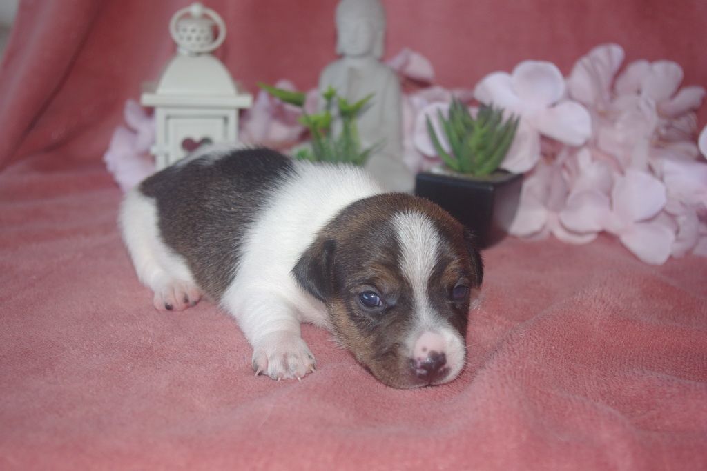 images/contenu/Chiots/jackrussel/005/9-jack_russel_8.jpg