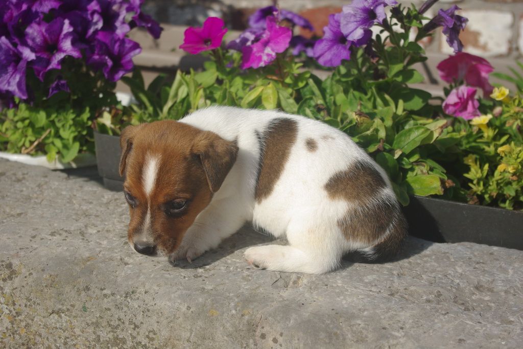 images/contenu/Chiots/jackrussel/003/8-jack_russel_12.jpg