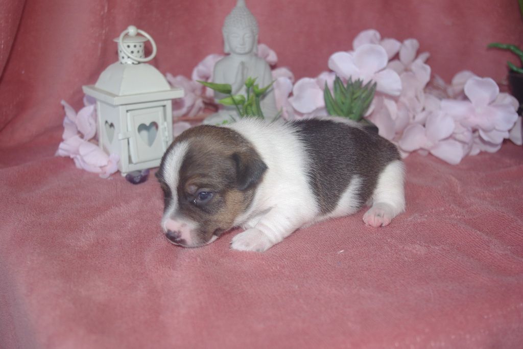 images/contenu/Chiots/jackrussel/005/9-jack_russel_5.jpg