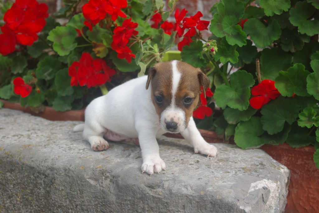 images/contenu/Chiots/jackrussel/002/9-jack_russel_8.jpg