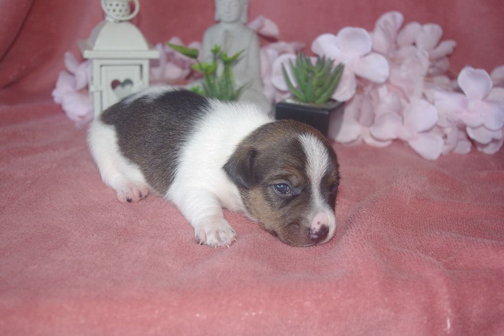 images/contenu/Chiots/jackrussel/005/9-jack_russel_7.jpg