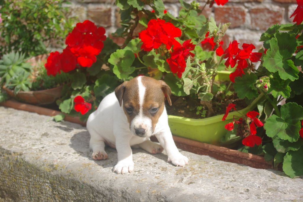 images/contenu/Chiots/jackrussel/002/9-jack_russel_13.jpg
