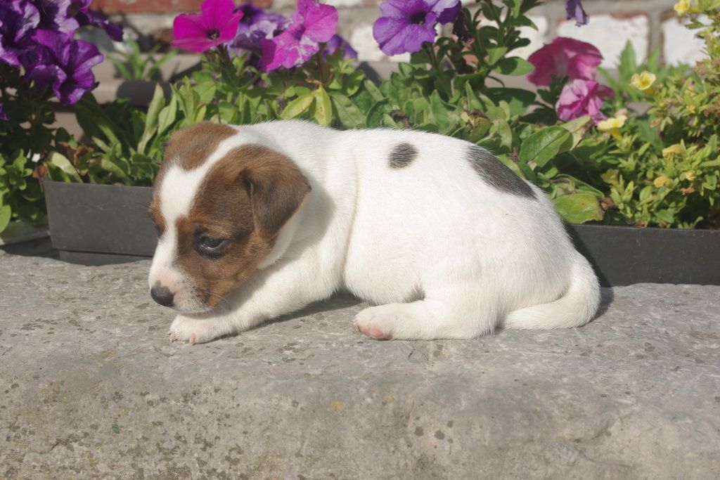 images/contenu/Chiots/jackrussel/002/8-jack_russel_9.jpg