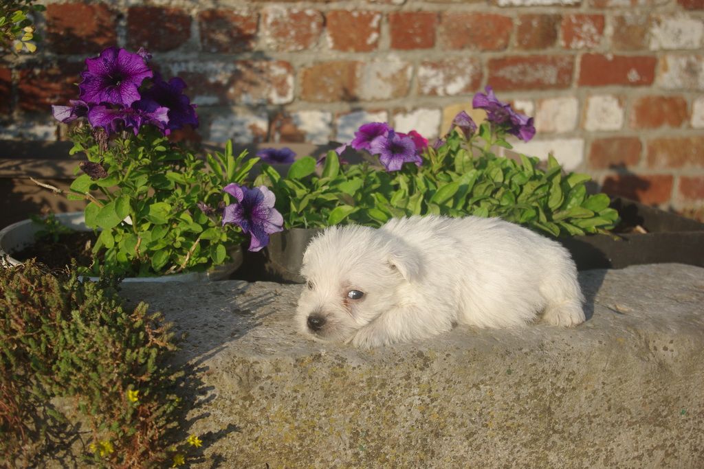 images/contenu/Chiots/westie/007/8-westie_9.jpg