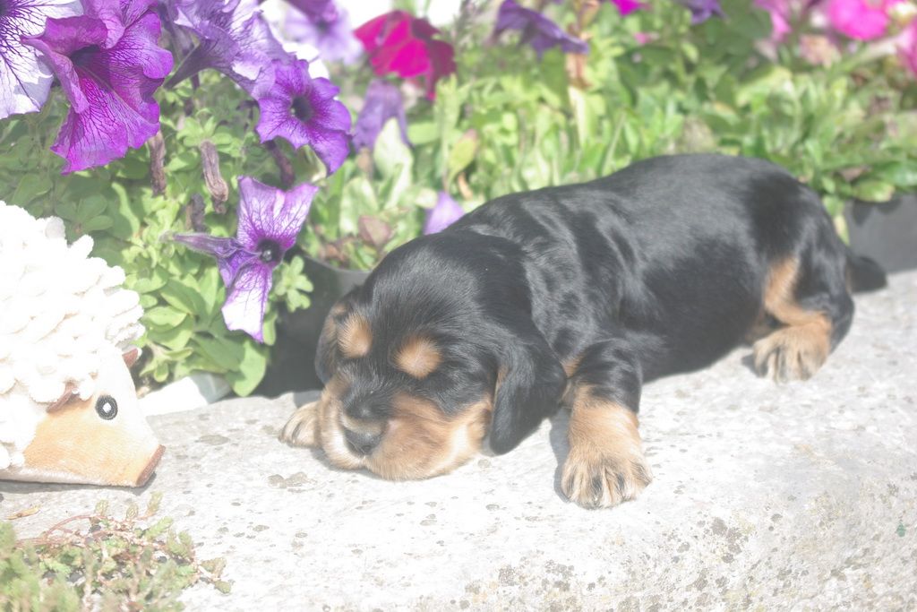 images/contenu/Chiots/Cocker/004/8-cocker_anglais_8.jpg