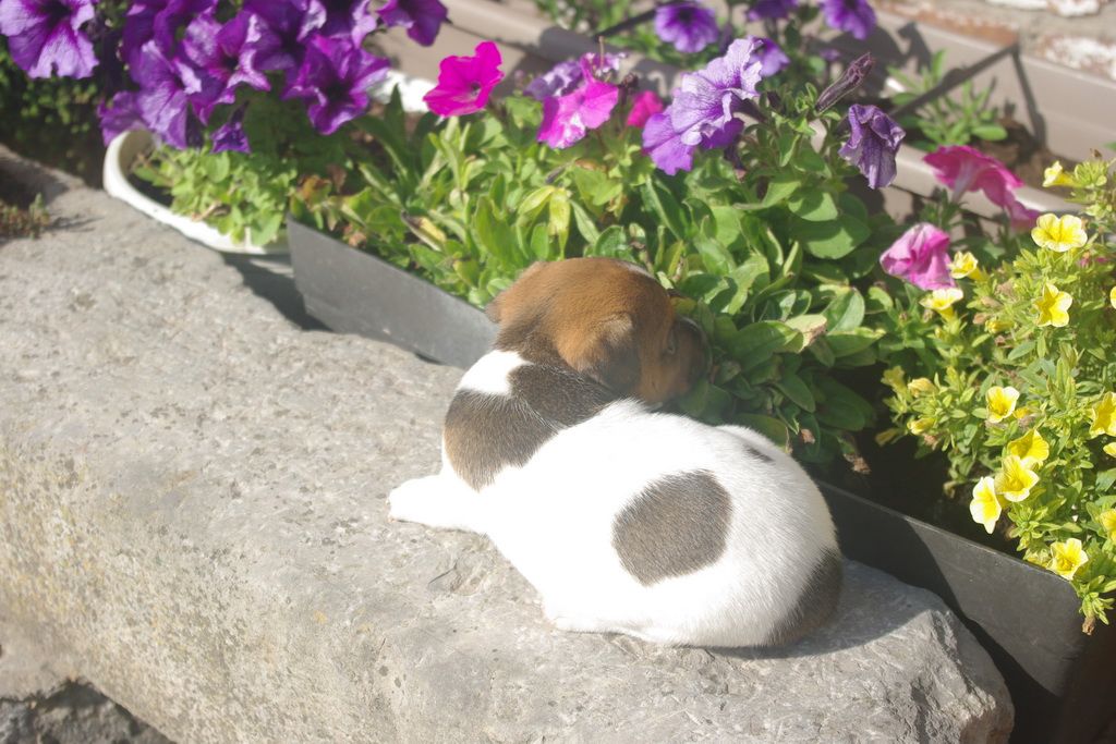 images/contenu/Chiots/jackrussel/004/8-jack_russel_7.jpg