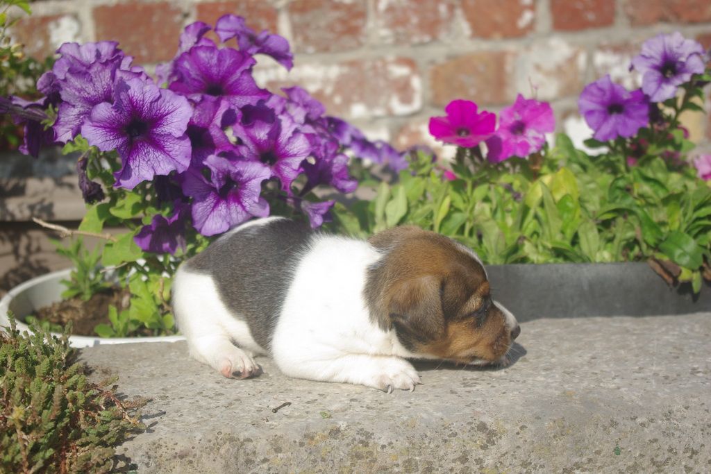 images/contenu/Chiots/jackrussel/005/8-jack_russel_15.jpg