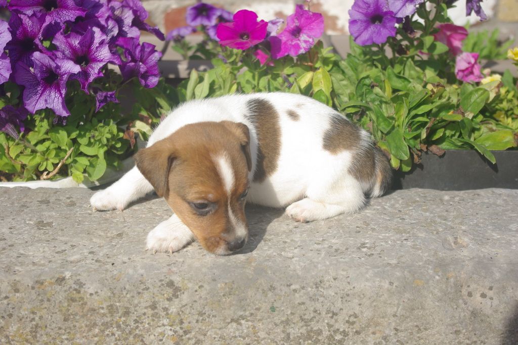 images/contenu/Chiots/jackrussel/003/8-jack_russel_9.jpg