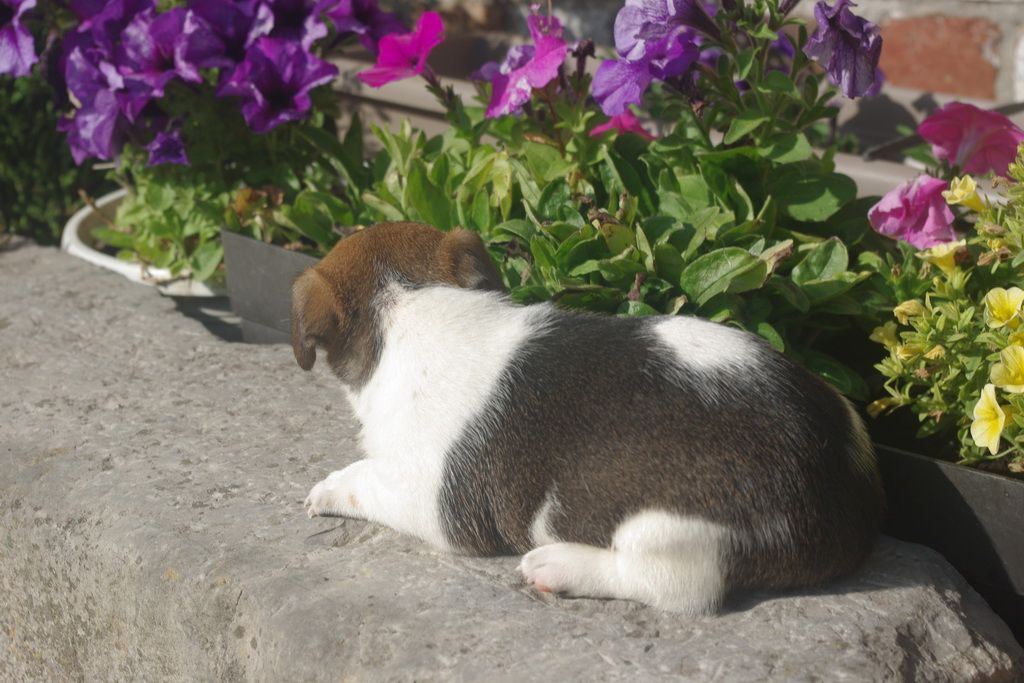images/contenu/Chiots/jackrussel/005/8-jack_russel_12.jpg