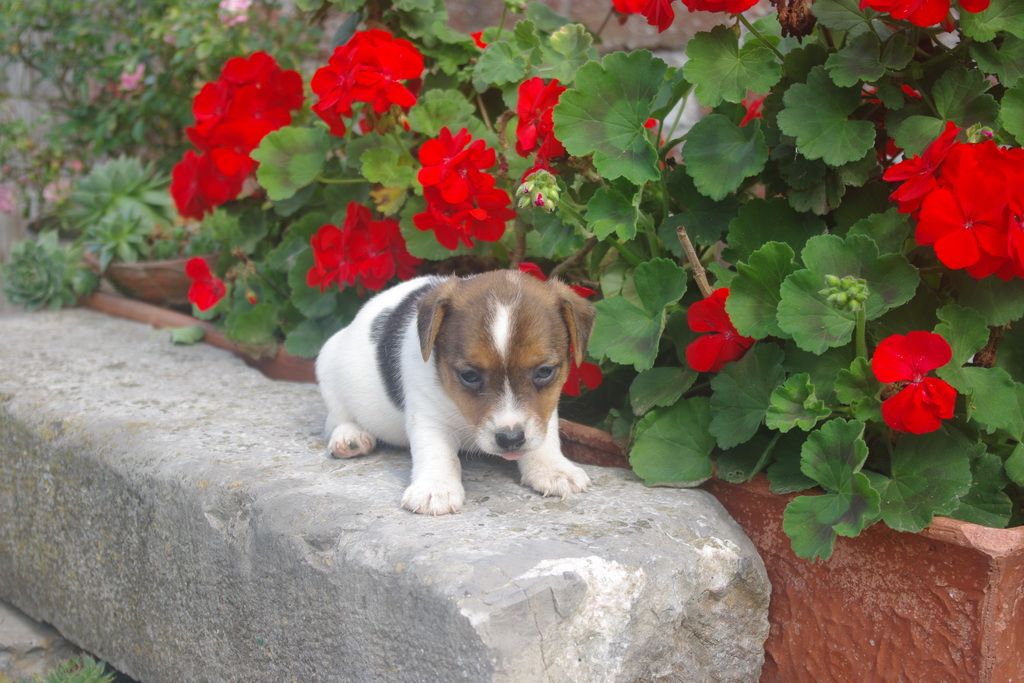 images/contenu/Chiots/jackrussel/003/IMGP3797.jpg