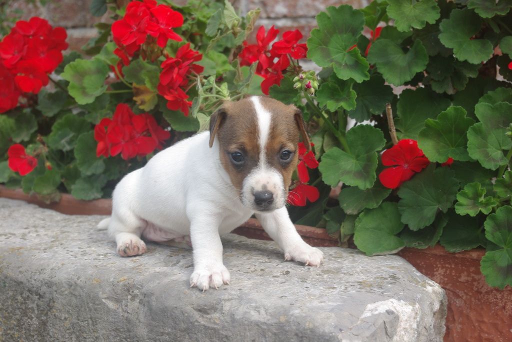 images/contenu/Chiots/jackrussel/002/9-jack_russel_7.jpg