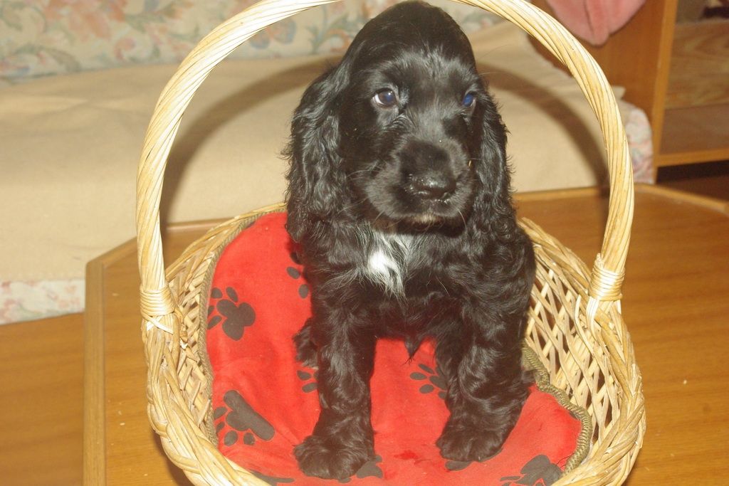 images/contenu/Chiots/Cocker/005/7-cocker_anglais_4.jpg