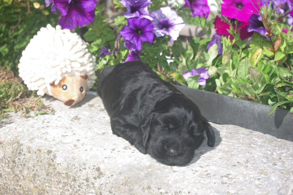 Les Chiens de la Bistade - cocker anglais 001