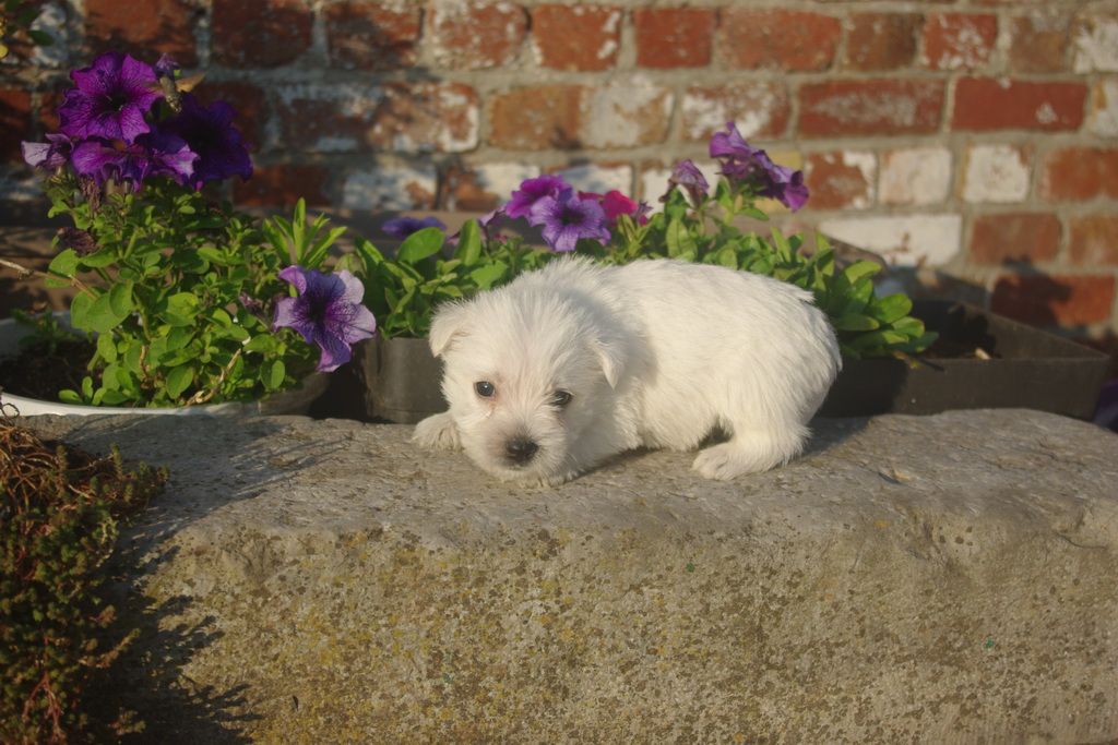 images/contenu/Chiots/westie/007/8-westie_3.jpg
