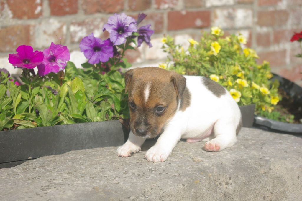 images/contenu/Chiots/jackrussel/004/8-jack_russel_4.jpg
