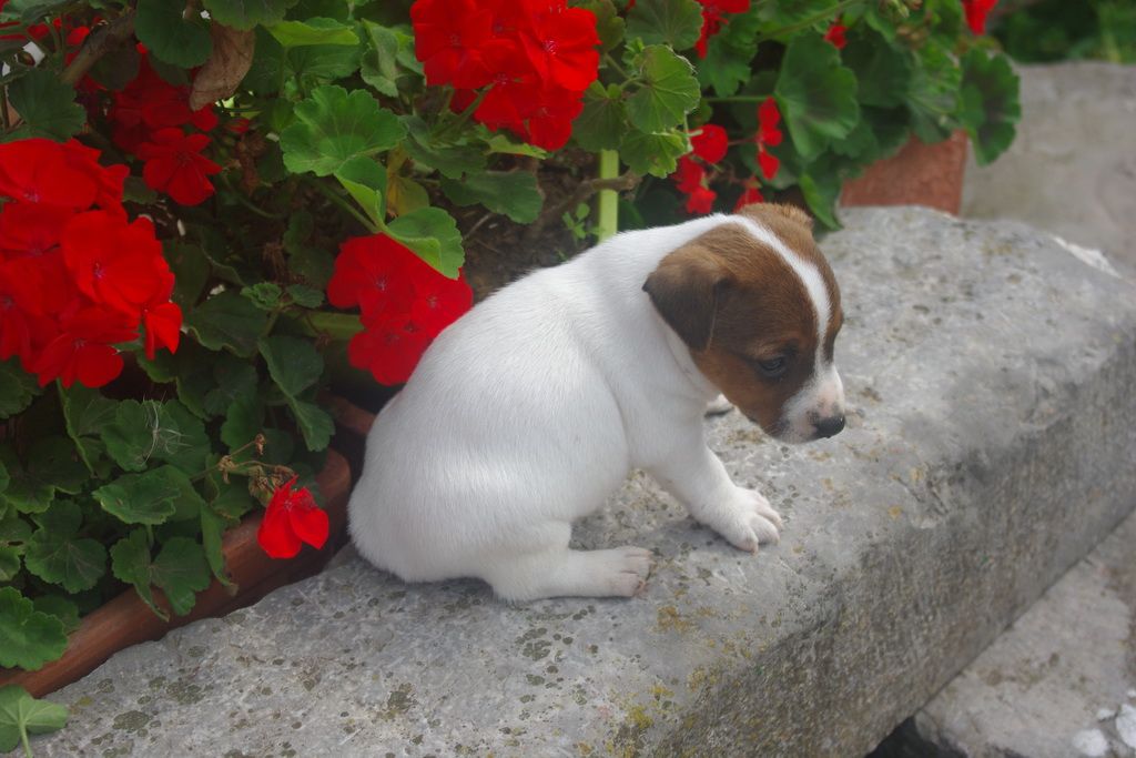 images/contenu/Chiots/jackrussel/002/9-jack_russel_2.jpg