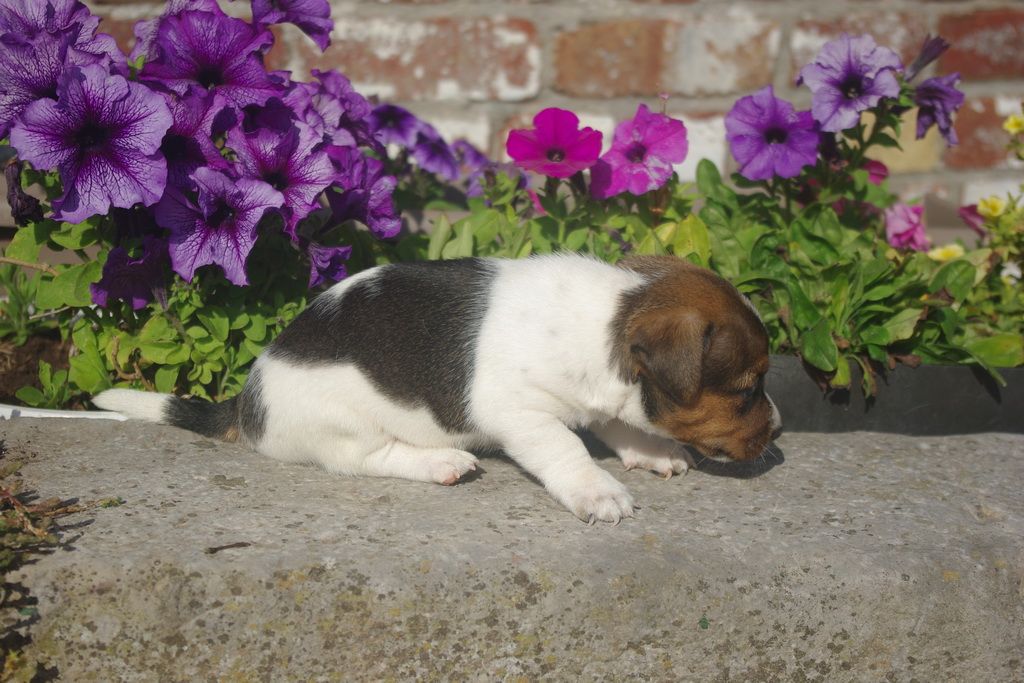 images/contenu/Chiots/jackrussel/005/8-jack_russel_4.jpg