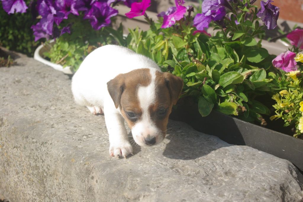 images/contenu/Chiots/jackrussel/002/8-jack_russel_12.jpg