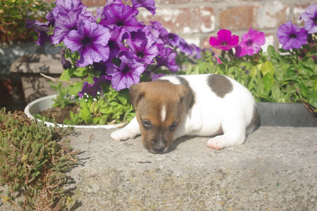 images/contenu/Chiots/jackrussel/004/8-jack_russel_13.jpg