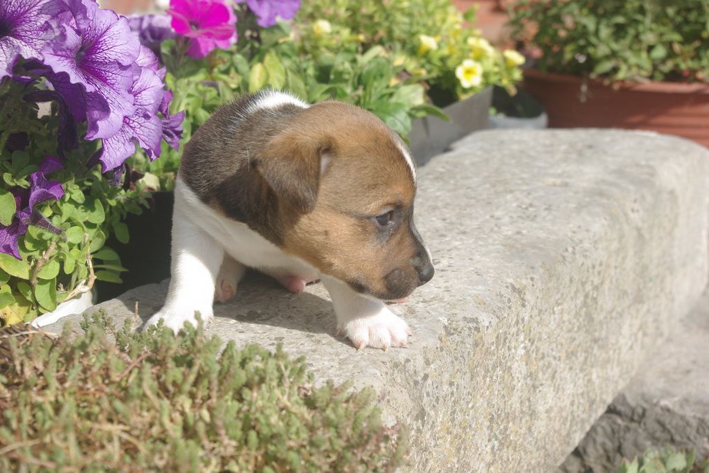 images/contenu/Chiots/jackrussel/004/8-jack_russel_9.jpg