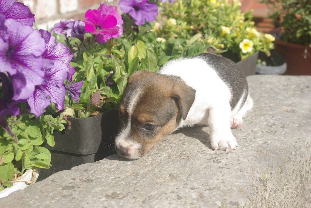 images/contenu/Chiots/jackrussel/005/8-jack_russel_6.jpg