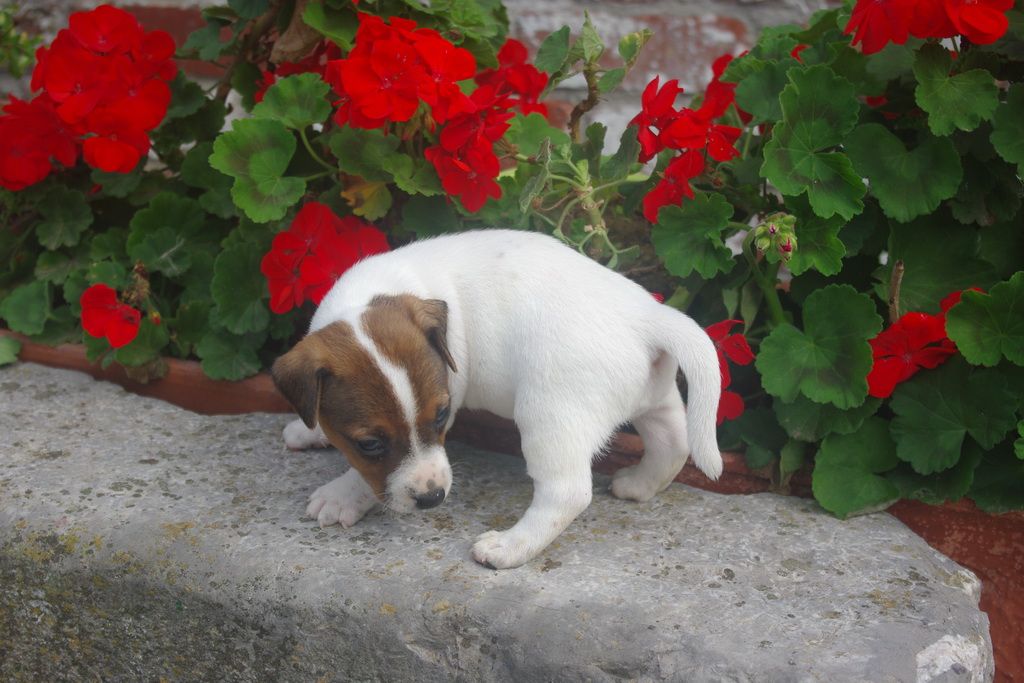 images/contenu/Chiots/jackrussel/002/9-jack_russel_4.jpg