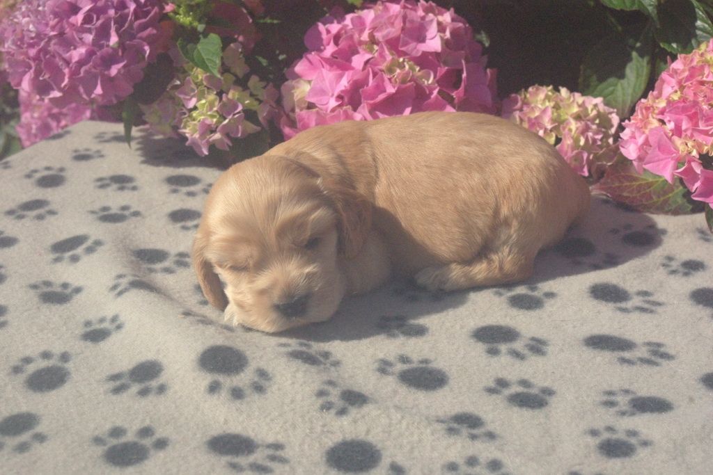 images/contenu/Chiots/Cocker/002/9-cocker_anglais_10.jpg