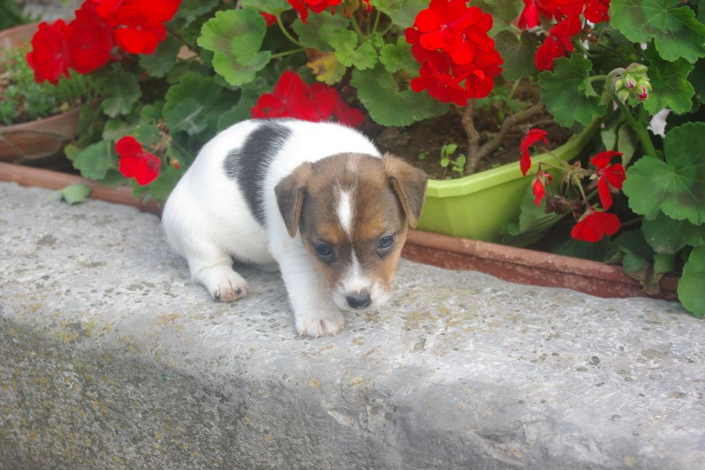 images/contenu/Chiots/jackrussel/003/IMGP3764.jpg