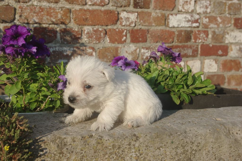 images/contenu/Chiots/westie/007/8-westie_2.jpg