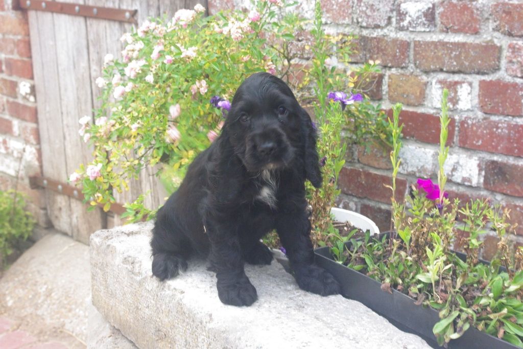 images/contenu/Chiots/Cocker/005/7-cocker_anglais_7.jpg